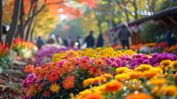 秋冬公园菊花赏花游人