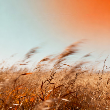 秋日氛圍感高級(jí)藝術(shù)海報(bào)1