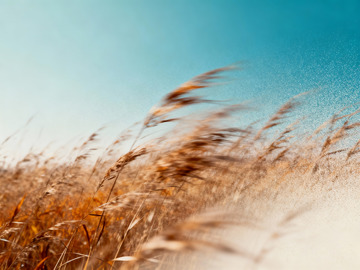 秋日氛圍感高級(jí)藝術(shù)海報(bào)8