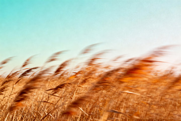 秋日氛圍感高級(jí)藝術(shù)海報(bào)