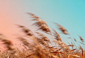 秋日氛圍感高級(jí)藝術(shù)海報(bào)10