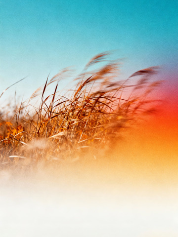 秋日氛圍感高級(jí)藝術(shù)海報(bào)5