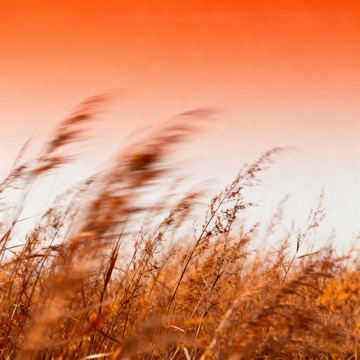 秋日氛圍感高級(jí)藝術(shù)海報(bào)6