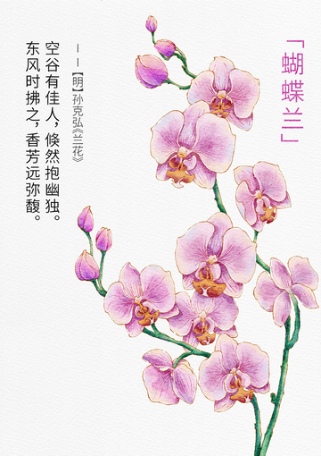 手繪雅致蝴蝶蘭花卉圖