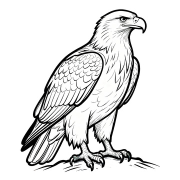 黑白線描鷹鳥插畫