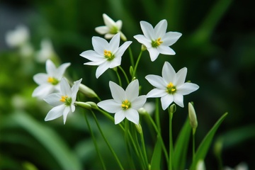 一丛白色的水仙花花卉