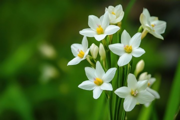 一束白色的水仙花