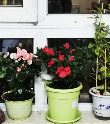 窗台花卉盆栽欣赏