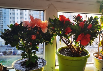 窗台花卉盛开盆栽