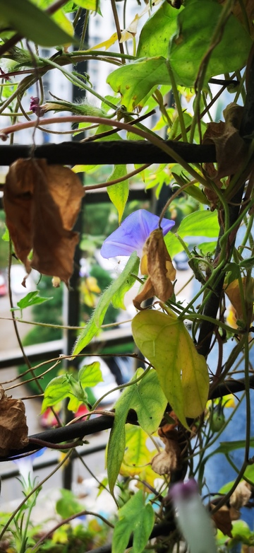 绿意盎然阳台花卉特写