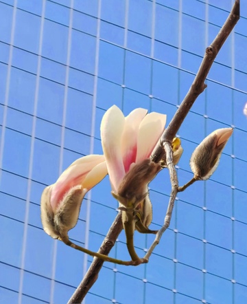 玉兰花开城市春景