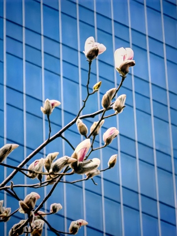 玉兰花与现代建筑对比图