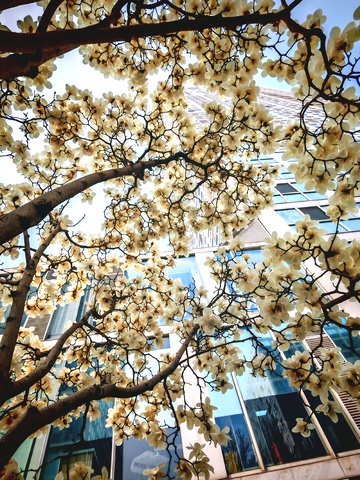 春日玉兰花盛开城市风光