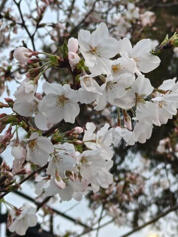 杏花花朵花卉花瓣花苞花枝树枝