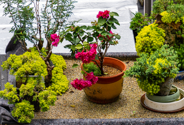写实风盆栽花卉园艺设计素材