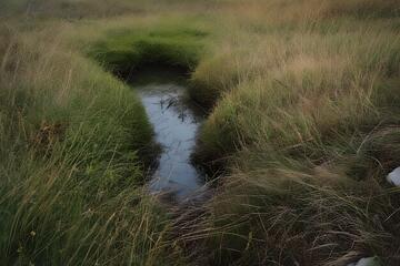 自然风光湿地溪流摄影素材