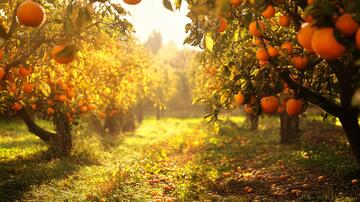 橘園果園果園柑橘桔園