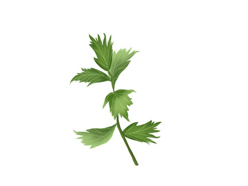 绿色卡通艾草元素