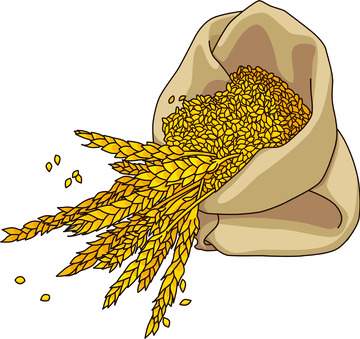 金色简约芒种稻穗手绘图