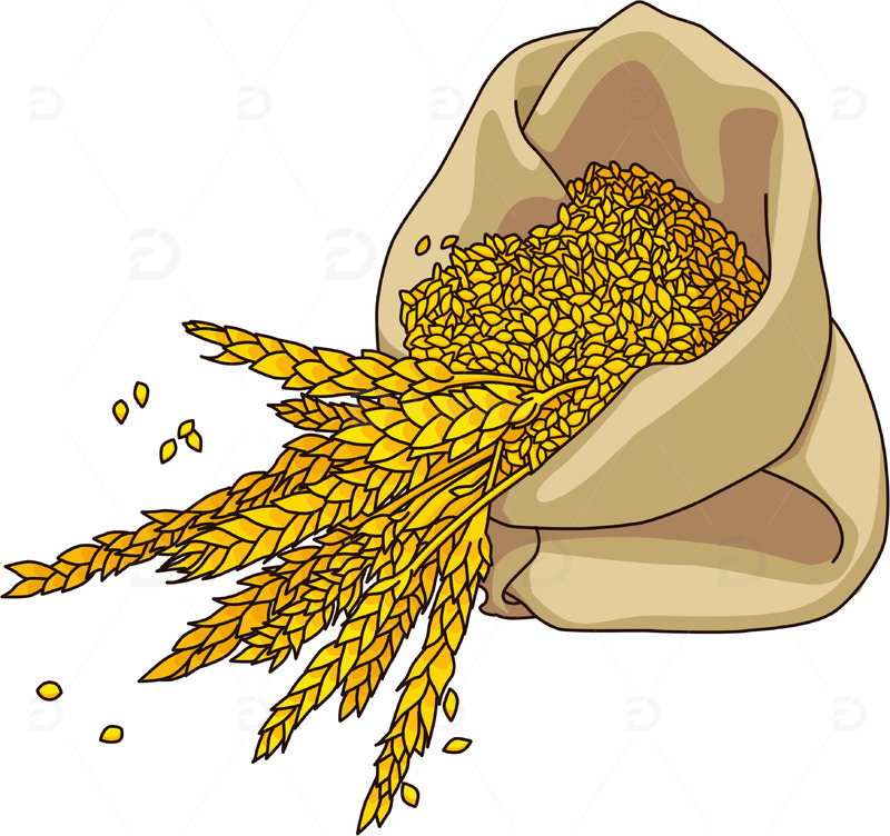 金色简约芒种稻穗手绘图