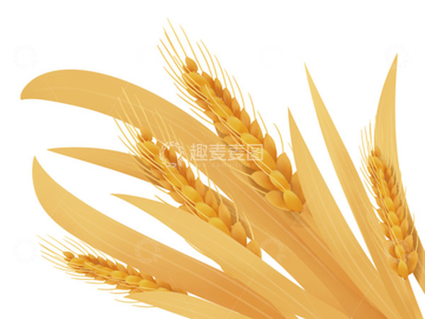 源文件下载【趣麦麦图】金色卡通芒种稻穗手绘图