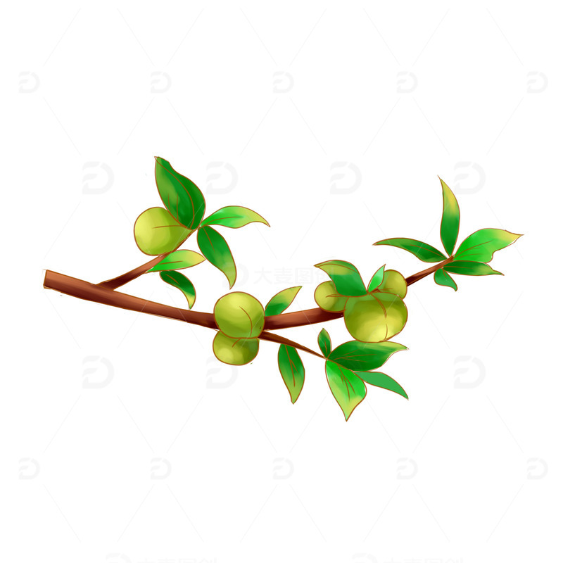手绘简约芒种青梅树枝装饰元素