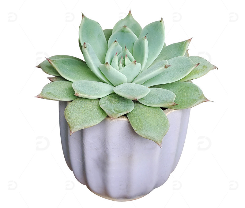 免扣小清新多肉盆栽