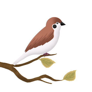 麻雀山雀手绘精致山麻雀素材海报素材