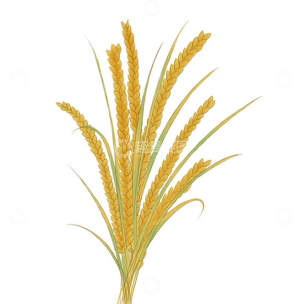 源文件下载【趣麦麦图】金黄麦穗麦子芒种手绘图
