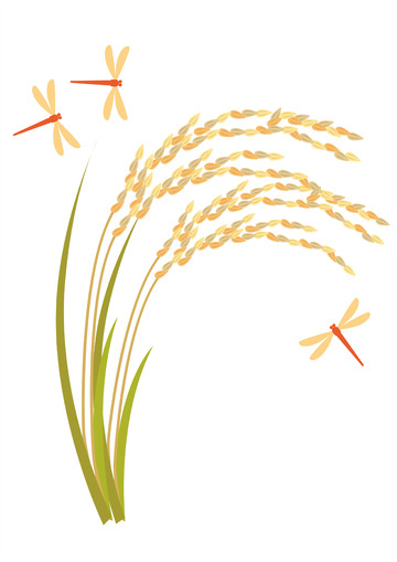 丰收的金黄色水稻