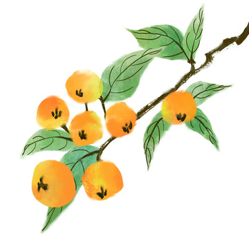 夏至美味水果枇杷