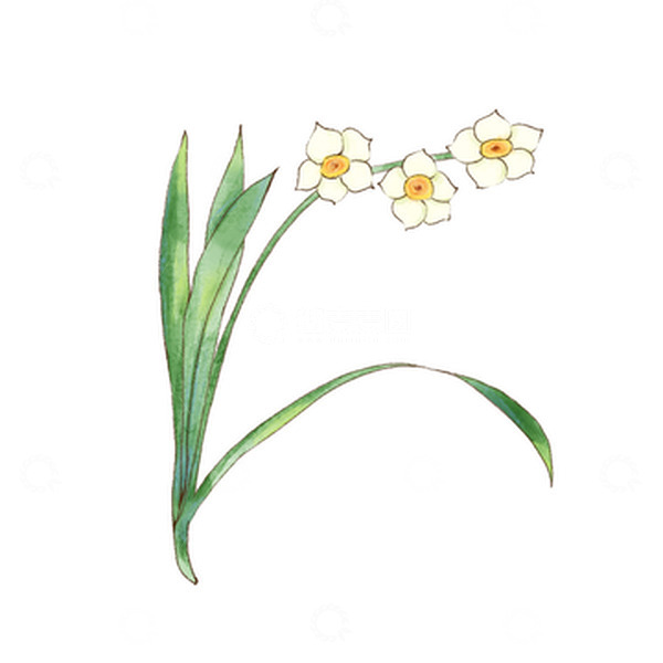 源文件下载【趣麦麦图】清新水彩水仙花