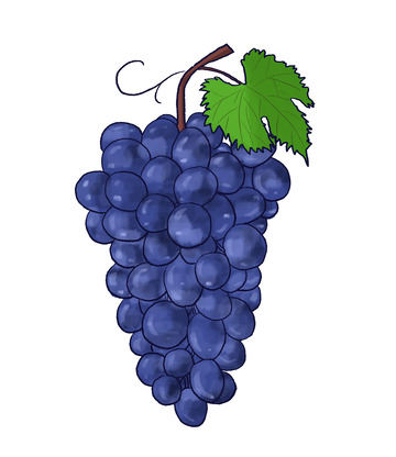 蓝紫色一串葡萄水果手绘