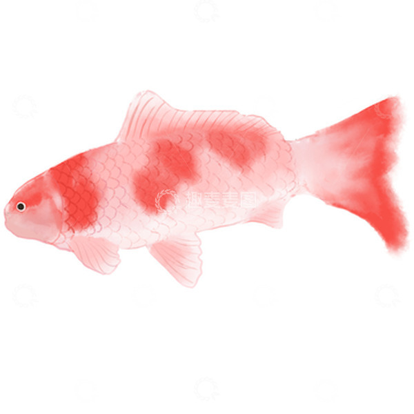 源文件下载【趣麦麦图】红色小清新锦鲤鱼水墨手绘插画