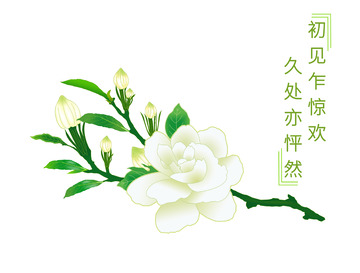 花香四溢小清新栀子花