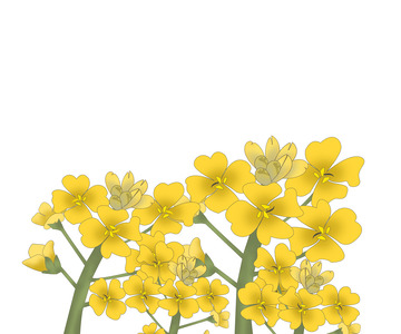 黄色小清新油菜花植物花卉素材