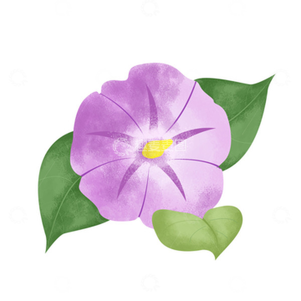 源文件下载【趣麦麦图】紫色夏季牵牛花喇叭花植物花卉手绘