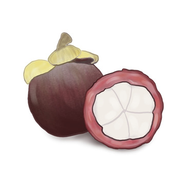 夏日水果山竹手绘