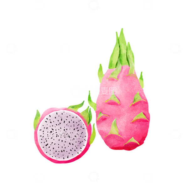 源文件下载【趣麦麦图】水彩火龙果夏天小暑元素