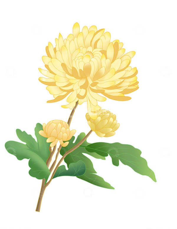 源文件下载【趣麦麦图】黄色国潮菊花中秋节立秋重阳节赏菊
