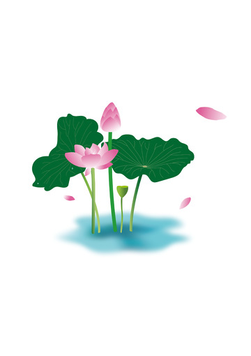 小暑荷花手绘图