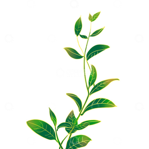 源文件下载【趣麦麦图】手绘国潮茶叶茶树绿茶植物元素