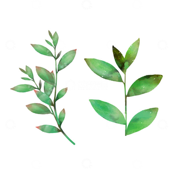 源文件下载【趣麦麦图】小清新水彩风茶叶绿茶树叶手绘元素