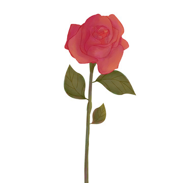 手绘七夕情人节红色玫瑰花插画元素