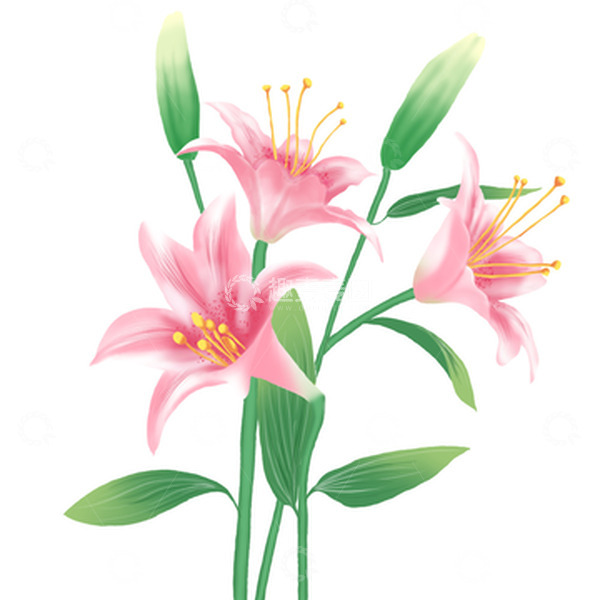 源文件下载【趣麦麦图】绿色小清新母亲节粉色百合花妇女节花苞插画