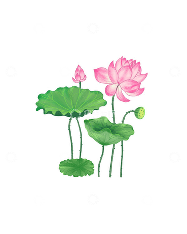 源文件下载【趣麦麦图】手绘荷花莲花荷叶夏日元素
