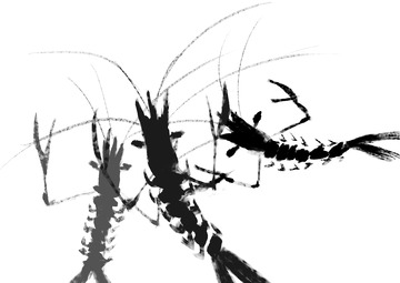 手绘水墨画毛笔画水墨虾