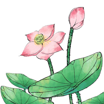 水墨淡雅风荷花