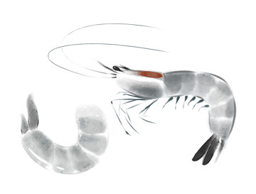 淡墨鲜虾虾仁水墨风素材手绘图