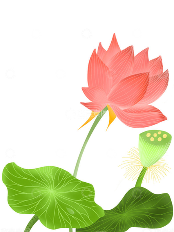 源文件下载【趣麦麦图】夏天荷花国风手绘元素